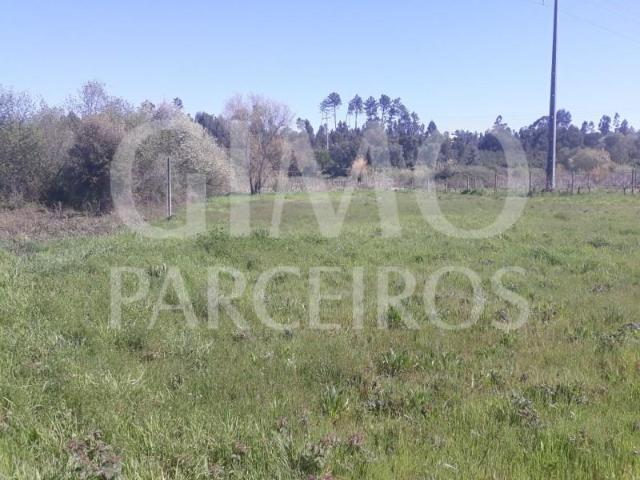 Anadia Anadia 103749213