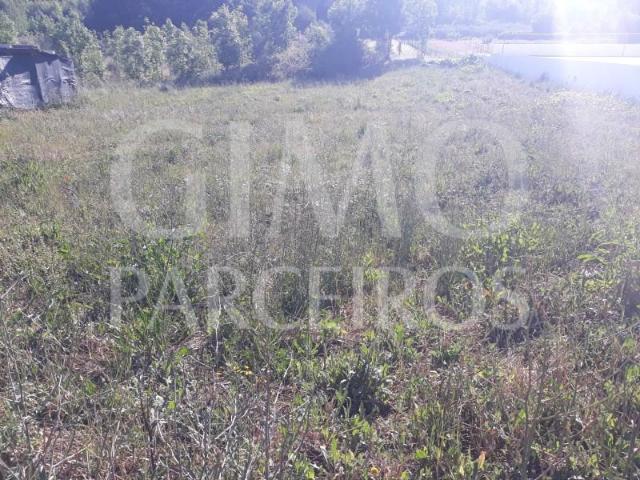 Anadia Anadia 104047837