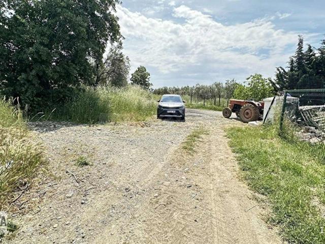 ÇANAKKALE ZEYTİNLİK TARLA ANA YOLA YAKIN ULAŞIM SORUNSUZ