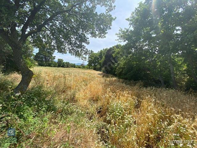 ÇANAKKALE, BAYRAMİÇ, ÇATALÇAM KADASTRAL YOLA CEPHE TARLA