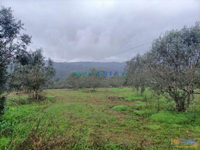 ANG1576 Terreno para Venda em Chainça, Leiria | 26064083348