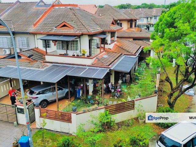 Anggerik Doritis @ Kota Kemuning