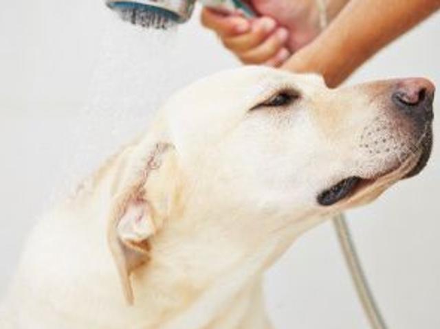 ANIMALI NEGOZIO ACCESSORI CANI & GATTI CON TOLETTATURA CEDESI PER RITIRO DAGL