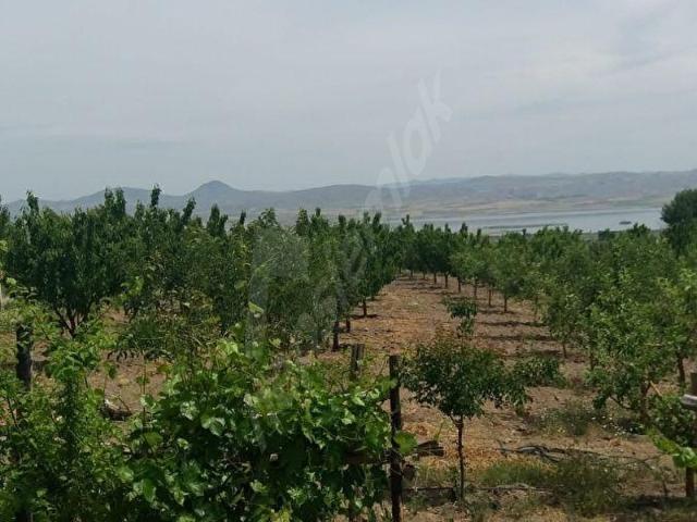 ANKARA EVREN SOLAKUŞAĞI MEVKİİNDE 500 AĞAÇLI, EVLİ MEYVE BAHÇESİ