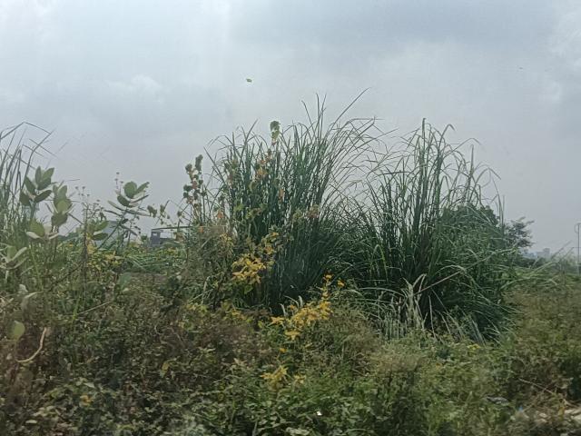 Ansal Sushant City Sonipat 360 Sq. Yd. Plot in Sector 61 Sonipat Listing ID: #9686