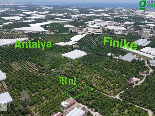 ANTALYA FİNİKE HASYURT SAHİLE YAKIN 750 M2 PORTAKAL BAHÇESİ