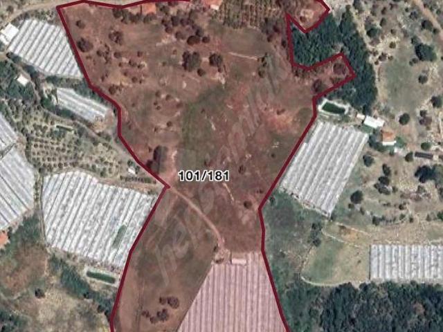 Antalya Kumluca da Sera ve Portakal Bahcesi