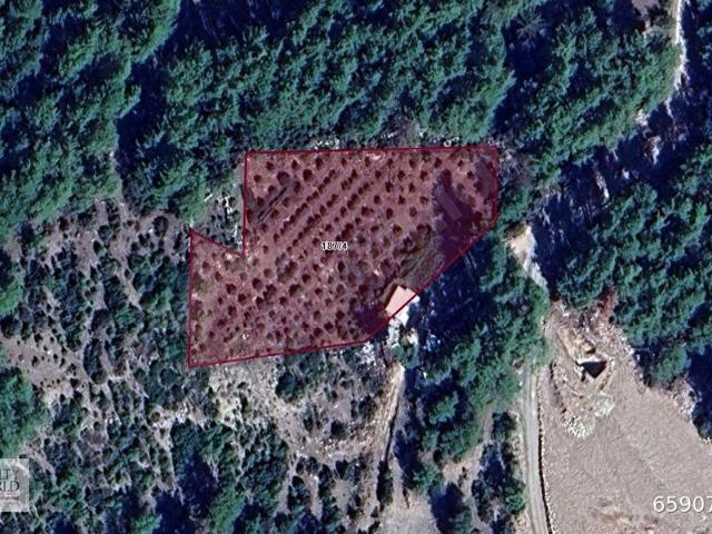 ANTALYA KUMLUCA'DA 5.561M2 SATILIK TARLA