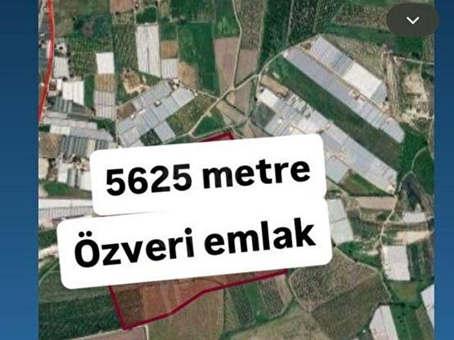 ANTALYA SERİK ŞATIRLI DA 5625m SATILIK TARLA