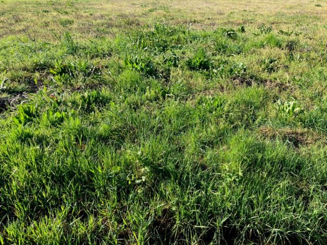 Asnières la Giraud Vente Terrain 17