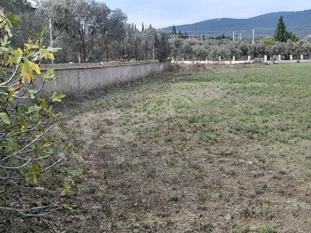 ASLANLAR KÖYÜNDE 11000 ÖLÇEKLİ İMAR PLANINDA TARLA