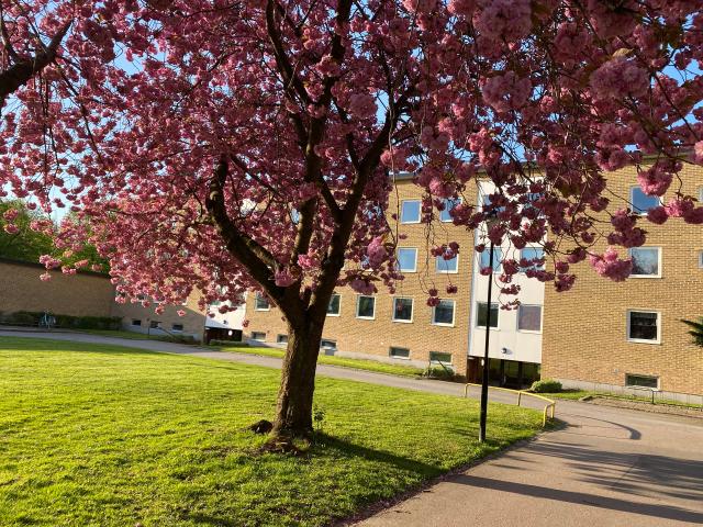 apartment for rent at landskrona