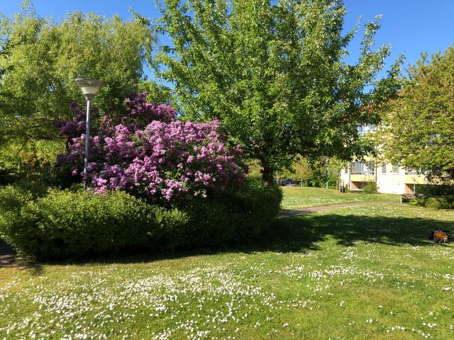 apartment for rent in Trelleborg Väster