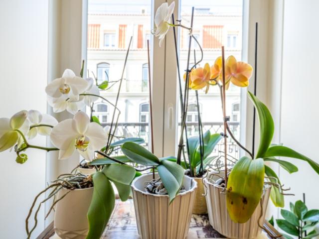 Apartamento, Santa Maria Maior, Lisboa | BPI Expresso Imobiliário