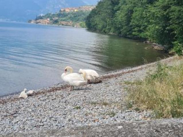 APPARTAMENTO di 1 vani e di 30 mq MONTE ISOLA rif. 80069