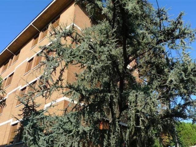 Appartamento in affitto a Bologna BO