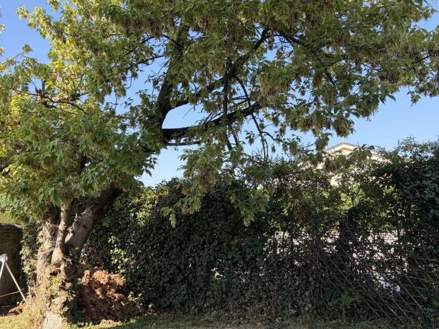 Appartamento in affitto a Castelfranco Veneto