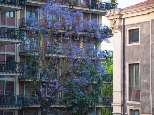 Appartamento in affitto a Catania CT