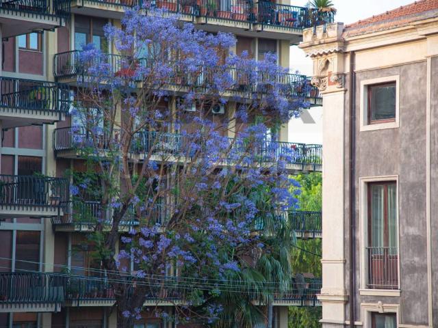 Appartamento in affitto a Catania via Basile, 6, parzialmente arredato, ascensore, riscaldamento centralizzato TrovaCasa