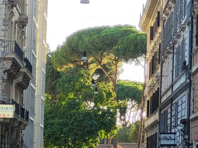 Appartamento in affitto a Roma RM