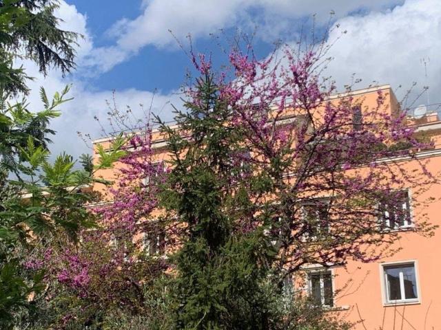 Appartamento in affitto a Roma RM