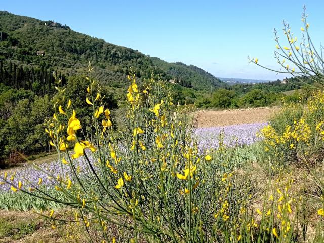 Appartamento in affitto di 38 m² in Via della Pescaia, 19