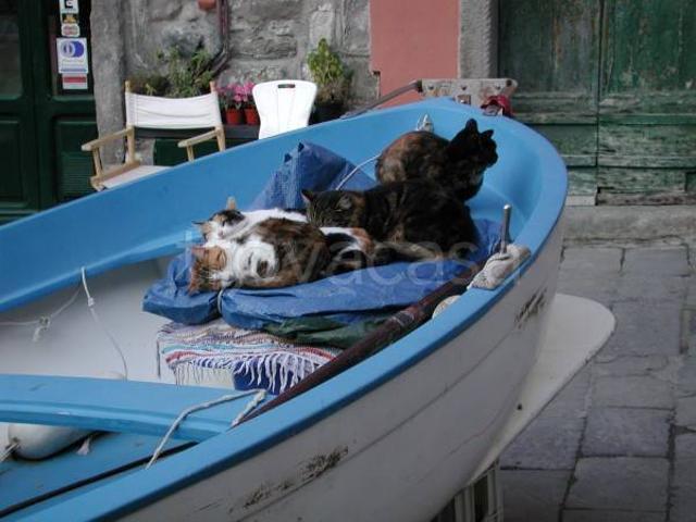 Appartamento in in affitto da privato a Vernazza via Giuseppe Mazzini, 43, arredato, da privato, ristrutturato TrovaCasa