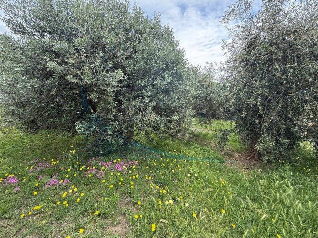 Appartamento in vendita a Rosignano Marittimo