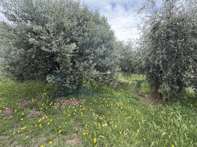 Appartamento in vendita a Rosignano Marittimo via per Rosignano