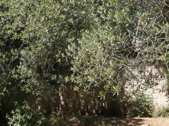 Appartamento in vendita di 353 m² in Via Campora