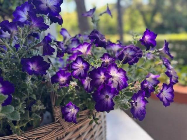 Appartamento in Vendita in zona TIRRENIA con giardino