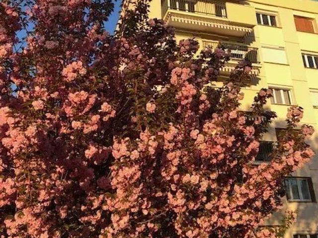 Appartement 4 pièces, 78 m² à louer à Fontaines sur Saône 69270