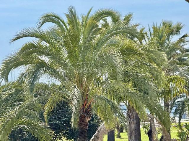 Appartement de luxe de 4 chambres en location à Cannes, Provence Alpes Côte d'Azur