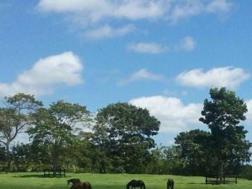 Arosemena | Venta de Finca de 2.9 Hectáreas en La Chorrera