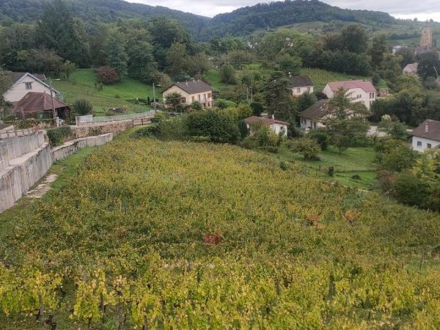 Arbois Vente Terrain 39