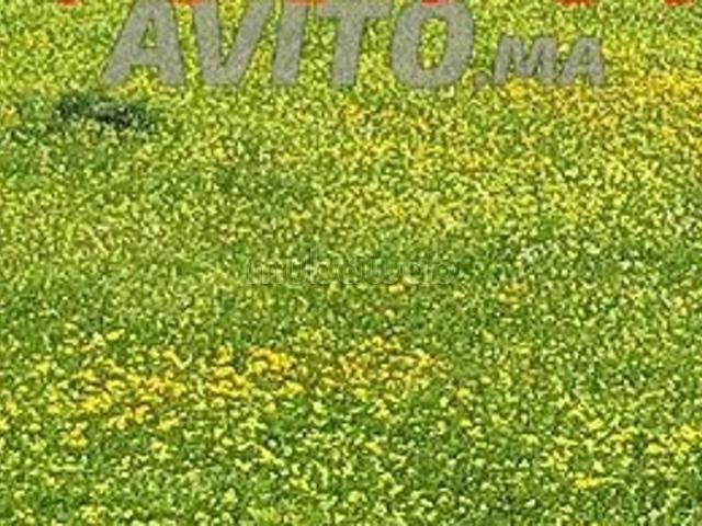 Ard filahia 5 ha titre à ouled said