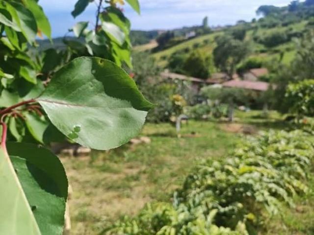 Area verde in vendita a Fonte Nuova