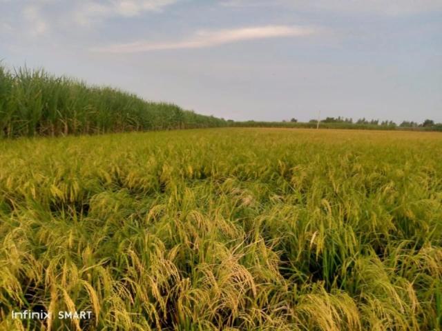 Area 14 acres for sale Hafizabad ID 98855