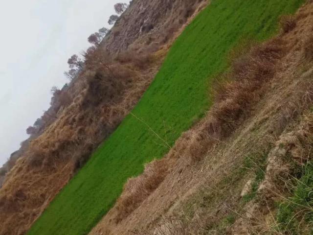 Argent sall Rawalpindi Kahuta ID 60118
