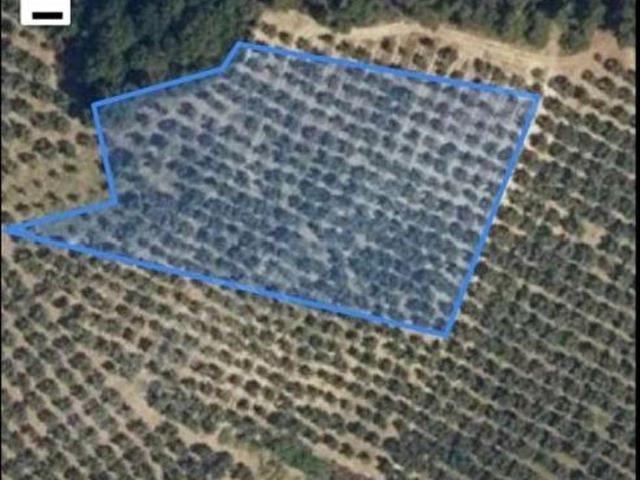 ARTVİN EMLAK TAN BURSA MUDANYA DEREKÖY DE SATILIK ZEYTİNLİK