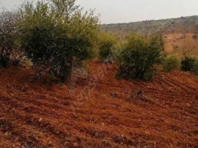 ARV GYO'DAN NİZİP SALKIM HIYAM KÖYÜ YATIRIMLIK SATLIK ARAZİ