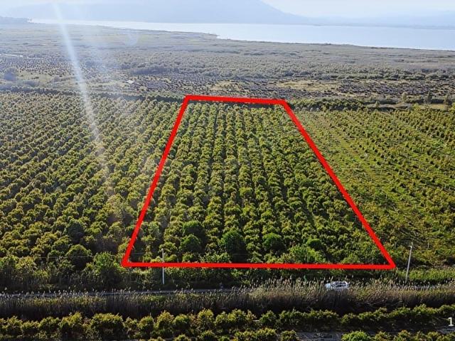 Atam Emlaktan Ortaca Tepearasında Satılık 8126 M2 Tarla