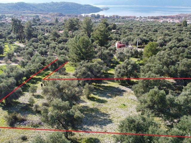 Atam Emlaktan Zeytinalanında Müstakil 2883 M2 Satılık Tarla