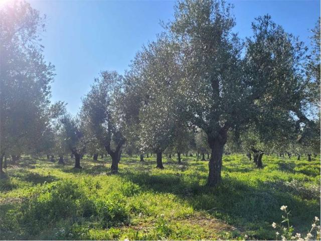 Attività / Licenza in vendita a Canosa di Puglia BT
