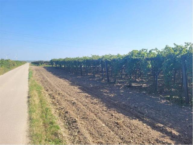 Terreno in vendita a Cerignola FG