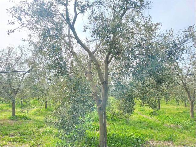 Attività / Licenza in vendita a Cerignola FG