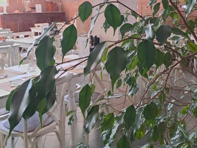 Attività / Licenza in vendita a Chioggia VE