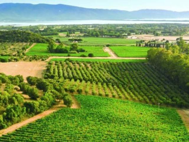 Attività / Licenza in vendita a Orbetello GR