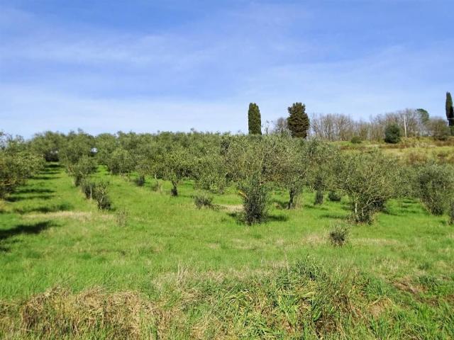 Attività / Licenza in vendita a San Miniato PI