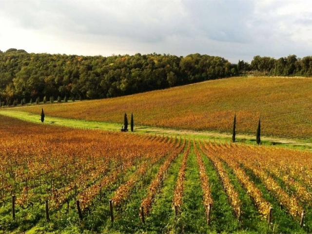 Attività / Licenza in vendita a Siena SI